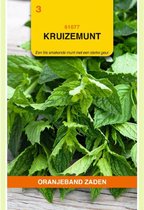 Oranjeband Zaden - Kuizemunt (Mentha spicata)