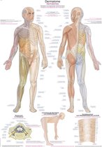 Het menselijk lichaam - anatomie poster dermatomen (Duits/Engels/Latijn, kunststof-folie, 70x100 cm)