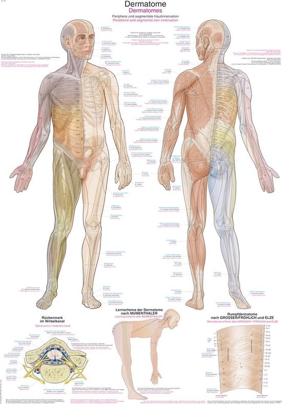 Het menselijk lichaam - anatomie poster dermatomen (Duits/Engels/Latijn, kunststof-folie, 70x100 cm)