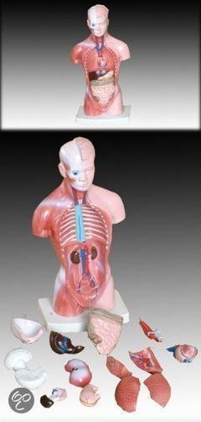 Torso menselijke anatomie | bol.com