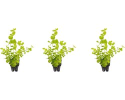 Levende aquariumplant lysimachia nummuralia aurea 5 cm pot per 3  stuks