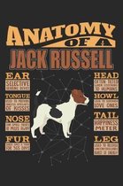 Anatomy Of A Jack Russell