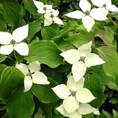 Cornus Kousa 'Schmetterling' - Kornoelje - 50-60 cm pot: Struik met witte bloemen en aardbeiachtige vruchten.