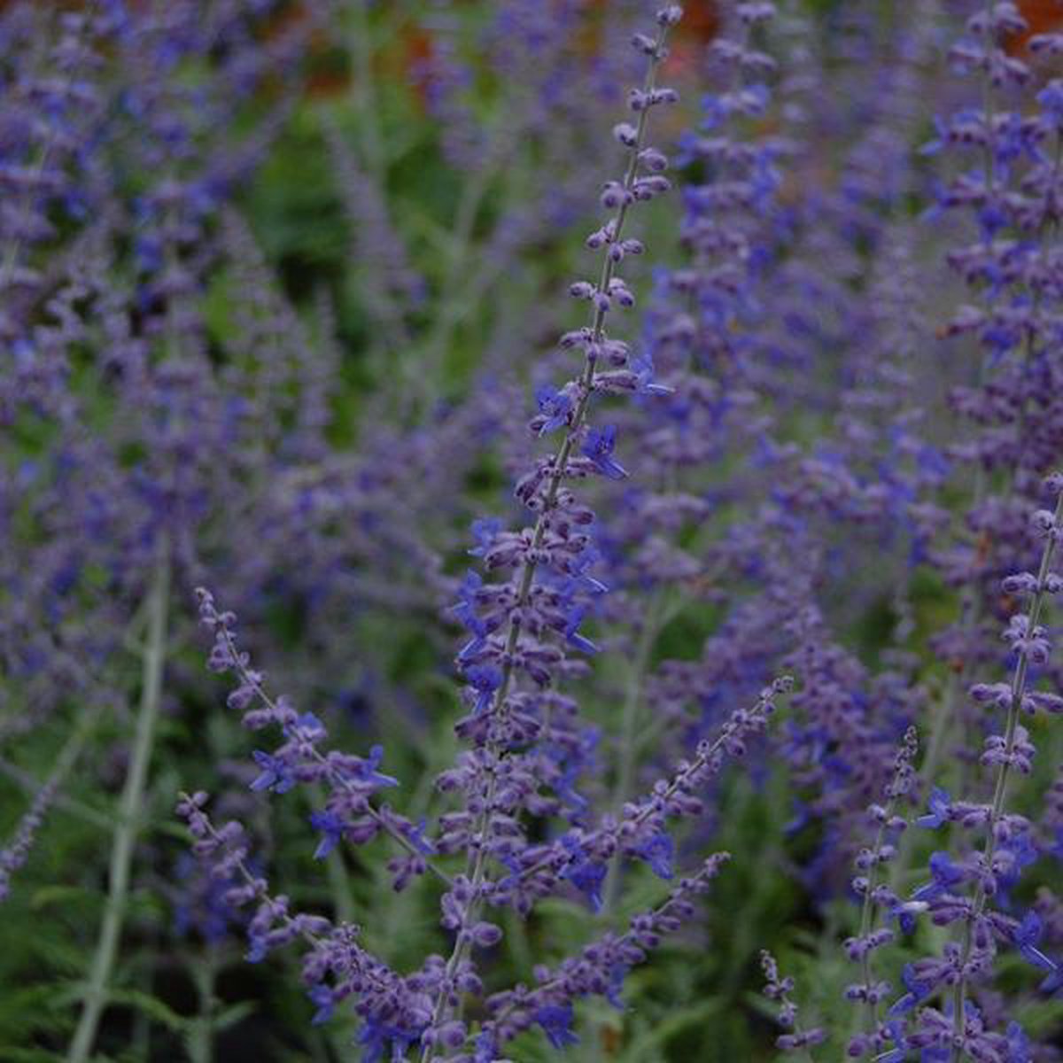 Perovskia 'Blue Spire' - Blauwspirea;Russische salie 20-25 cm pot