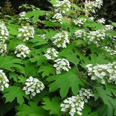 Hydrangea Quercifolia - Eikenblad hortensia 30-40 cm pot