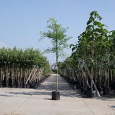 Honingboom - Sophora japonica 200 - 300 cm totaalhoogte (6 - 10 cm stamomtrek)