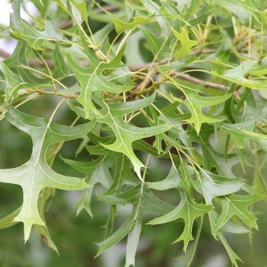 feuille de Quercus palustris