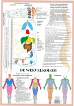 Het menselijk lichaam - anatomie poster vegetatief zenuwstelsel (Nederlands, gelamineerd, A2)