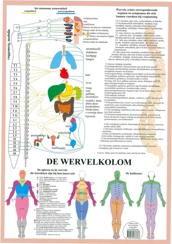 Het menselijk lichaam - anatomie poster vegetatief zenuwstelsel (Nederlands, gelamineerd, A2)