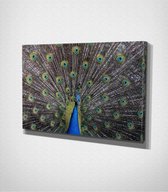 Peacock Canvas | 30x40 cm