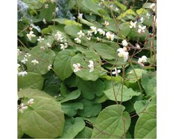 6 x Epimedium Pubigerum - Elfenbloem pot 9x9cm