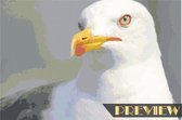 DP® Diamond Painting pakket volwassenen - Afbeelding: Meeuwenkop - 50 x 75 cm volledige bedekking, vierkante steentjes - 100% Nederlandse productie! - Cat.: Dieren - Vogels