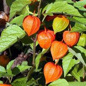 6 x Physalis Alkekengi Franchetii - Lampionplant - Pot 9x9cm - Sierlijke oranje lampionnetjes