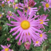 6 x Chrysanthemum 'Clara Curtis' - Margriet Pot 9x9 cm - Roze Herfstbloei