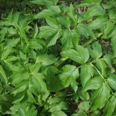 6 x Angelica Archangelica - Engelwortel Pot 9x9 cm - Aromatische Geneeskrachtige Plant