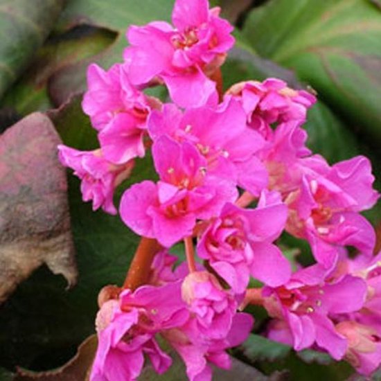 Bergenia 'Silberlicht' Bergenia 'Silberlicht' P9, LEV