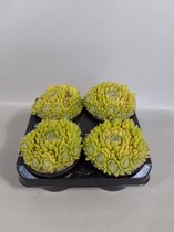 Sempervivum gele spin (rotsplanten) 4 stuks