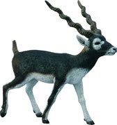 Collecta Wilde dieren antiloop zwarte bok 8.4 x 7.9 cm