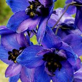6 x Delphinium 'Black Knight' - Ridderspoor Pot 9x9 cm - Diepblauwe Bloemen