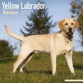 Labrador Retriever Blond Kalender 2019