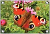 Tuinposter –Oranje Vlinder– 60x40 Foto op Tuinposter (wanddecoratie voor buiten en binnen)