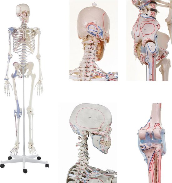 Betere bol.com | Het menselijk lichaam - anatomie model menselijk skelet MQ-79