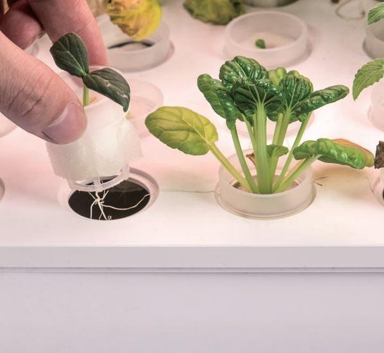50 stuks vervangende kweeksponzen, groeisponzen, hydrocultuur, zaadstarterhulzen, vervangende wortelgroeispons, sponsstekker voor hydrocultuur, indoor hydrocultuur, tuinkit