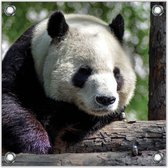 Tuinposter –Panda – 50x50cmFoto op Tuinposter (Wanddecoratie voor buiten en binnen)