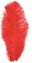 Witbaard Struisveer 28-32 Cm Rood