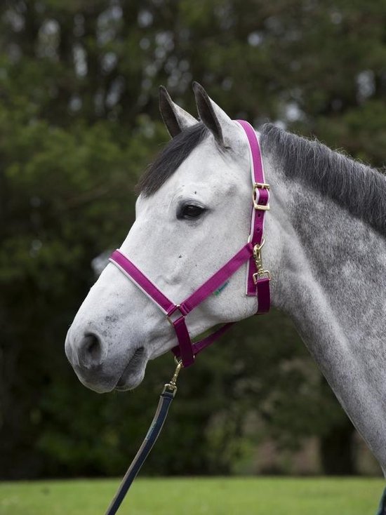 Grijs paard met donkerpaars halster met grijze voering en gouden gespen.