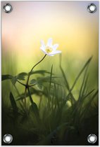 Tuinposter –Witte Bloem in het Veld Close Up– 60x90cm Foto op Tuinposter (wanddecoratie voor buiten en binnen)