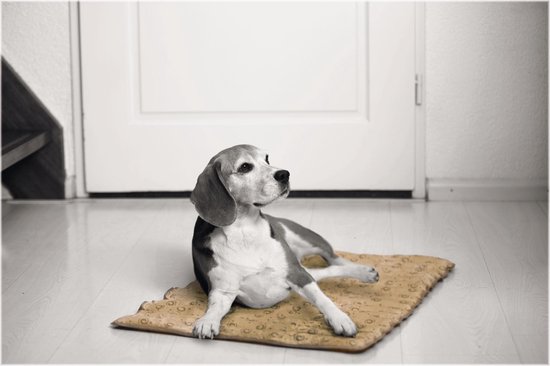 beeztees quick cooler mat