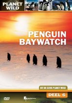 Penguin Baywatch - Planet Wild