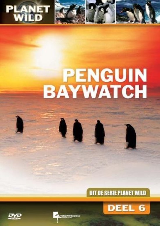 Penguin Baywatch - Planet Wild