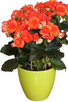 Bloempot - Plantenpot -  Kunststof - Kamerplanten - Glad design - Lime Groen - ∅ 13 cm