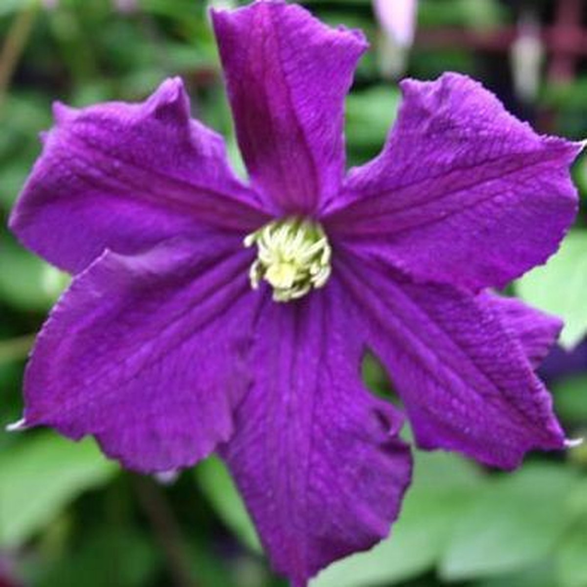 3 x Clematis Viticella: 3 halen/2 betalen - Klimplant  | Blauw - Meerjarig en Winterhard | 3 x 1,5 liter pot