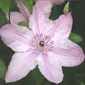 Clematis Hagley Hybrid - Klimplant | Roze Bloeiend, Meerjarig en Winterhard | 1,5 liter pot