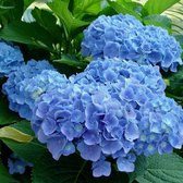 Hydrangea Macrophylla 'Blauer Prinz' - Hortensia - 25-30 cm in pot: Hortensia met diepblauwe bloemschermen.