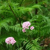 6 x Valeriana Officinalis - Valeriaan Pot 9x9cm - Geneeskrachtige Rozebloeier