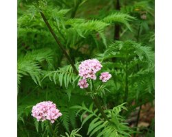 6 x Valeriana Officinalis - Valeriaan Pot 9x9cm - Geneeskrachtige Rozebloeier