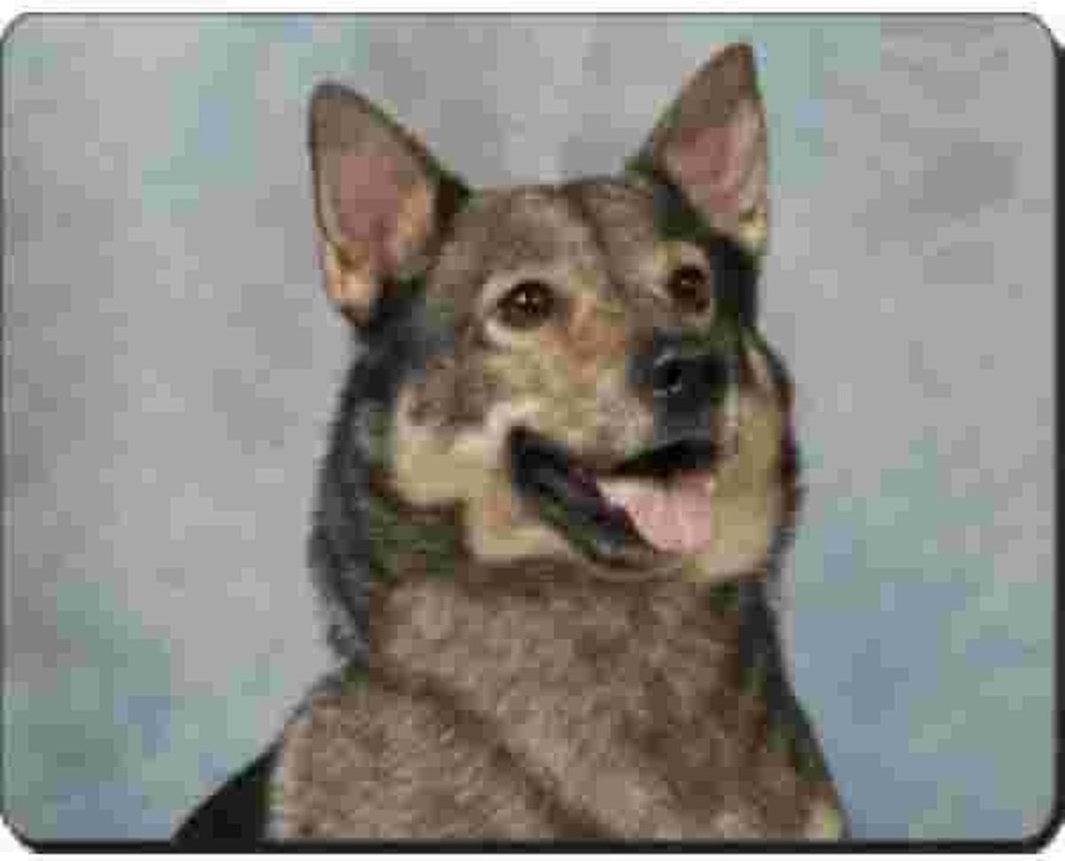 Swedish vallhund Muismat