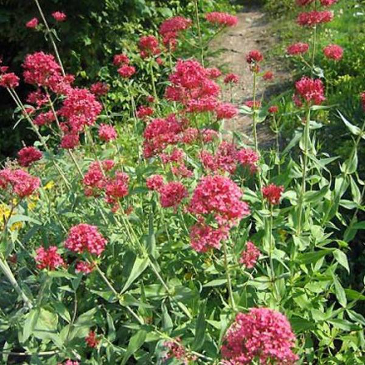 6 x Centranthus Ruber'Coccineus' - Rode Valeriaan pot 9x9cm | bol.com