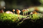 CANVASDOEK PADDENSTOELEN IN HET MOS | Wanddecoratie | 30 CM x 20 CM | Canvas | Foto op canvas | Schilderij | Aan de muur | Natuur | Landschappen