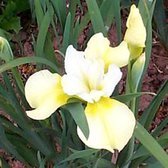 6 x Iris Sibirica 'Butter And Sugar' - Baardloze Iris pot 9x9cm - Witgele bloemen, Moerasplant