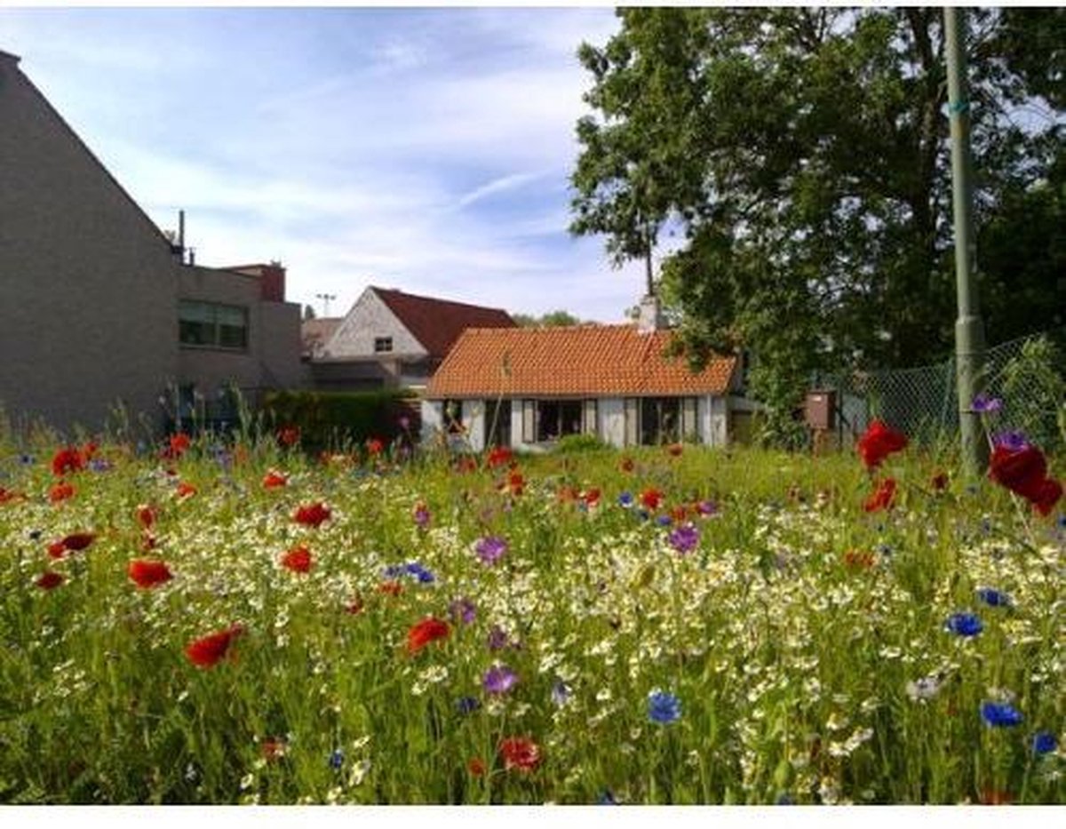 Veldbloemen zaad - Belgische Sofie meerjarig 10 gram - 5 m2 - korenbloem - klaproos - bolderik - margriet - echte kamille