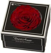 Rode rozen kop XXL geconserveerd in cadeaubox