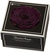 Paarse rozen kop XXL geconserveerd in cadeaubox