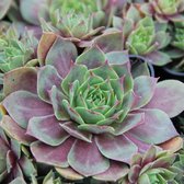 6 x Sempervivum 'Othello' - Huislook Pot 9x9 cm - Donkerrode Vetplant