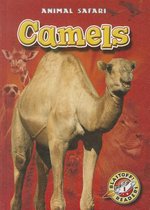 Animal Safari- Camels