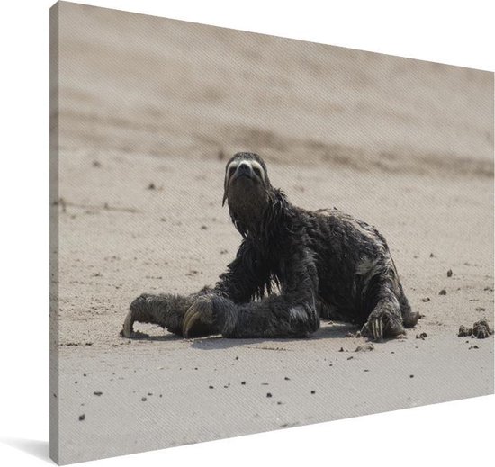 Paresseux sur la plage dans le parc national de Manu au Pérou Toile 120x80 cm - Tirage photo sur toile (Décoration murale salon / chambre)